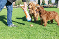 Chuckit! Cannon 16S Dog Ball Launcher, 16 Inch Size, Includes 4 Balls Total