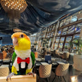 Magnoloran Bird Diapers Bird Harness Tuxedo Flight Suits with 80in Flying Leash Parrot Nappy with Waterproof Inner Layer Urine Wet Suite for Cockatiel Conure Parakeet Macaw Budgie-Black,S