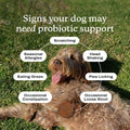 PetLab Co. Probiotics for Dogs, Support Gut Health, Occasional Diarrhea, Digestive Health & Seasonal Allergies - Pork Flavor - 30 Soft Chews - Packaging May Vary (Value 3-Pack)