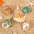 5PCS Hermit Crab Shells | Natural Sea Conch Size 2.1" - 2.8", Opening Size 0.9" - 1.5" | Medium Large Turbo Seashells fo