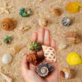 16PCS Hermit Crab Shells Medium Small | Sea Conch Size 1.1" - 2.4" | Medium Small Shells Set - Growth Turbo Seashells fo