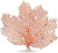 Sea Fan Coral 7-10" - Nautical Decorations - Beach Home Decor - Decorative Coral