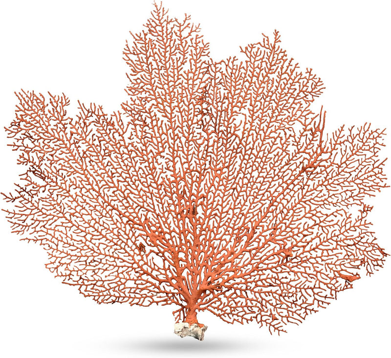 Sea Fan Coral 7-10