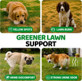 YUMA'S Dog Urine Neutralizer for Lawn - 170 Chews - Advanced Grass Green Savers for Dog Urine - Canine Pee Grass Neutralizer Supplement - Green Lawn Treats with Probiotics and Digestive Enzymes