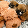 Snuggle Puppy Original Heartbeat Puppy Toy with Real-Feel Pulse & Heat Pack, Calming Sleep Aid for Puppy Anxiety, Crate Training, First Nights & New Puppy Transition - Biscuit Plus 6 Heat Packs