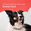 DreamBone Vegetable & Chicken Dog Chews, Rawhide Free, Small, 10-Count