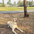 ZALER Long Dog Leash, 50 feet 30ft 20ft 15ft 10ft Dog Training Lead, Heavy Duty Reflective Check Cord Recall Leash for D