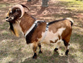 Asatre Goat Harness - Adjustable Livestock Harness – X-Large