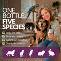 Amber NaturalZ Vibactra Plus Herbal Supplement for Dogs, Cats, Birds, Guinea Pigs, and Rabbits | Herbs for Immune Health and Yeast Balance | 1 Fluid Ounce Glass Bottle