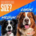 Nerf Dog Zone Flyer Dog Toy, Flying Disc, Lightweight, Durable and Water Resistant, Great for Beach and Pool, 10.5 inch 
