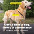 PetSafe Two Point Control Dog Leash, 3/4 in
