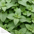 Herb - Catnip (Nepeta) (4 Pack), Live Aromatic Herb, Cat Attractant