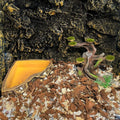 relaqcc Reptile Decor Aquarium Decorations Artificial Moss Resin Fish Tank Rocks Simulation Hollow Tree Leopard Gecko Tr
