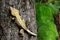 Galápagos (05501) Natural Cork Bark for Reptiles – Ideal for Bearded Dragons, Snakes, and Geckos – Climbing Accessory fo