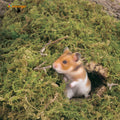 Niteangel 5L Forest Moss Soft Natural Moss Bedding Nesting for Dwarf Syrian Hamsters, Gerbils, mices, Degus or Other Sma