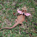 ADOGGYGO Pink Bearded Dragon Leash Harness, 3 Size Pack, Cool Bat Wing