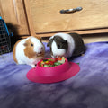 Tip-Proof Bowl for Guinea Pigs and Other Small Pets - Fuchsia (Pink) - Large 3/4 Cup Size New