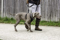 Halti No Pull Dog Harness | Size L, Black