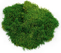 Galápagos (05248) Sheets of Real Moss, 8-Quart, Natural,Green