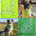 The Peacock Crew Premium Soft Cotton Bandanas Pack for Men and Women Paisley 22 x 22 inches