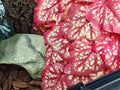 Woyrise Fake Reptile Plants for Terrarium,Tank Decor, Artificial Plant
