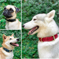 Tuff Pupper Heavy Duty Waterproof Dog Collar for Small, Medium & Large Dogs