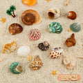 15PCS Hermit Crab Shells 1.6"-3.2", Growth Turbo Seashells