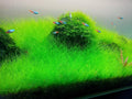 Freshwater Aquarium Decor, Easy Growing Dwarf Carpet for Fish Tank/Terrarium, Natural Aquatic Plant Growth Material – 1 