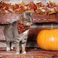 ADOGGYGO Halloween Cat Collar Breakaway, Pumpkin Cat Bandana Collar, 2 Pack