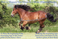 Derby Originals Reflective Safety No Hardware Winter Turnout Blanket for Foals & Mini Horses – 1200D Waterproof Ripstop,