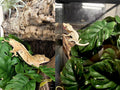 Woyrise 2Pack Reptile Plants, Terrarium Hanging Plant Vines, Artificial Leaves with Suction Cup, Bearded Dragon Tank Acc