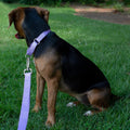 Country Brook Petz - Martingale Dog Collar - Heavy-Duty Training Collar with No Buckle - Service Dog Collar for All Pups - 20 Vibrant Colors (Lavender, 1 Inch, Medium)
