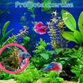 Betta Fish Enrichment Toys Ring with Mirror and Floating Ball, Exercise Mirrors and Training Ring, Floating Mirrors Aqua