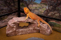 Rock Arch, Reddish Brown, Reptile Habitat Accessory