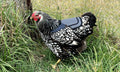DOWN UNDER OUTDOORS Chicken Saddle with Adjustable Straps for Medium and Large Hens, Chicken Apron, Poultry Saver, Pet Supplies, Including Shoulder Cover (Grey Mesh)