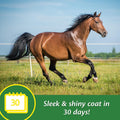 Farnam Super 14 Healthy Skin & Coat Supplement for Horses, Keeps Coats Shiny & Gleaming Year-Round 5 Pound, 80 Day Suppl