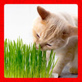 Miracle Care Cat A'bout Cat Grass Kit for Indoor Cats, 5.25 Ounce, Hairball Control, Anti-Inflammatory, Improves Digestion and Metabolism