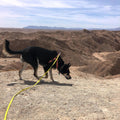 ZALER Long Dog Leash Waterproof Training Leashes 50ft 30ft 20ft 15ft 10ft 6ft, Odor Proof Recall Long Line Lead with Aviation Aluminum Carabiner Clip for Small, Medium, Large Dogs(20FT, Forest Green)