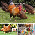 Chicken Toys for Coop 12PCS Set, KAKUNM Chicken Enrichment Toys，Including Xylophone, Swing Set, Mirror Toy, Flexible Ladder, Vegetable String Bag and Hanging Feeder, Coop Accessories for Hens