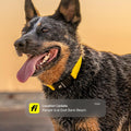 Fi Series 3+ GPS Dog Collar & Tracker, Membership Required, Gray L