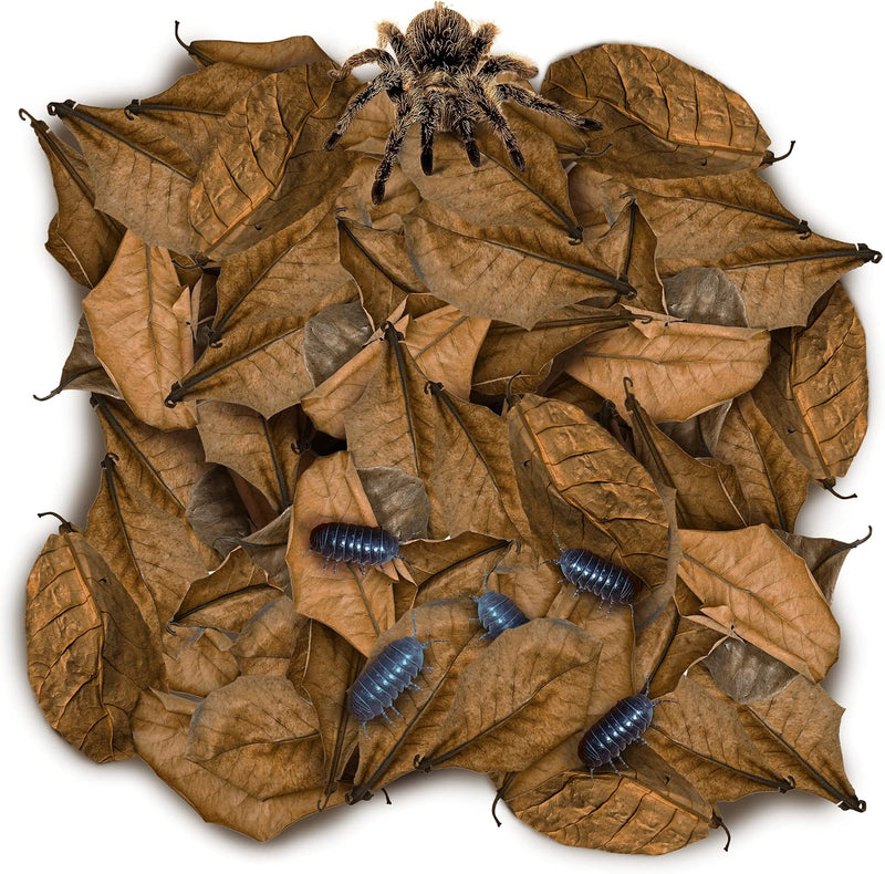 SunGrow 50 Pack Leaf Litter for Spider, Cricket & Isopod, Mini Catappa Dried Indian Almond Leaves, for Vivarium, Terrari