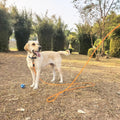 ZALER Long Dog Leash, 50 feet 30ft 20ft 15ft 10ft Dog Training Lead, Heavy Duty Check Cord Recall Leash for Dogs Trainin