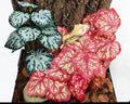Woyrise Fake Reptile Plants for Terrarium,Tank Decor, Artificial Plant