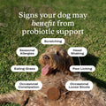 PetLab Co. Probiotics for Dogs - Support Gut Health, Occasional Diarrhea, Digestive Health, Paw Licking & Seasonal Allergies - Pork Flavor - 30 Soft Chews - Formulated for Small Dogs