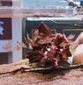 Natural Driftwood Aquarium Cave Betta Fish Hideout for Aquarium Fish Tank Decorations 10.2-11.8" -Reptile Hide-Snake Hid
