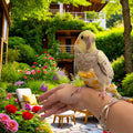 5 Pcs Bird Diapers Bird Harness Flight Suits Diapers Reusable Parrot Nappy with Waterproof Inner Layer Washable Cute Uri