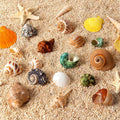 16PCS Hermit Crab Shells Medium Small | Sea Conch Size 1.1" - 2.4" | Medium Small Shells Set - Growth Turbo Seashells fo