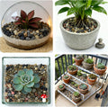 5LB Natural Aquarium Gravel, Small River Rocks for Fish Tank, Garden & Vase Decor - 1/4 Inch Pea Gravel, 4-8mm Polished 