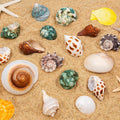 21PCS Hermit Crab Shells 1.3"-3.2", Growth Turbo Seashells