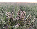 from The Field | Premium Whole Catnip Buds for Cats | Organic, USA-Grown, Fresh & Potent | Natural, Eco-Friendly Cat Treat for Play & Relaxation | Catnip for Indoor Cats | Resealable 1 OZ Tub